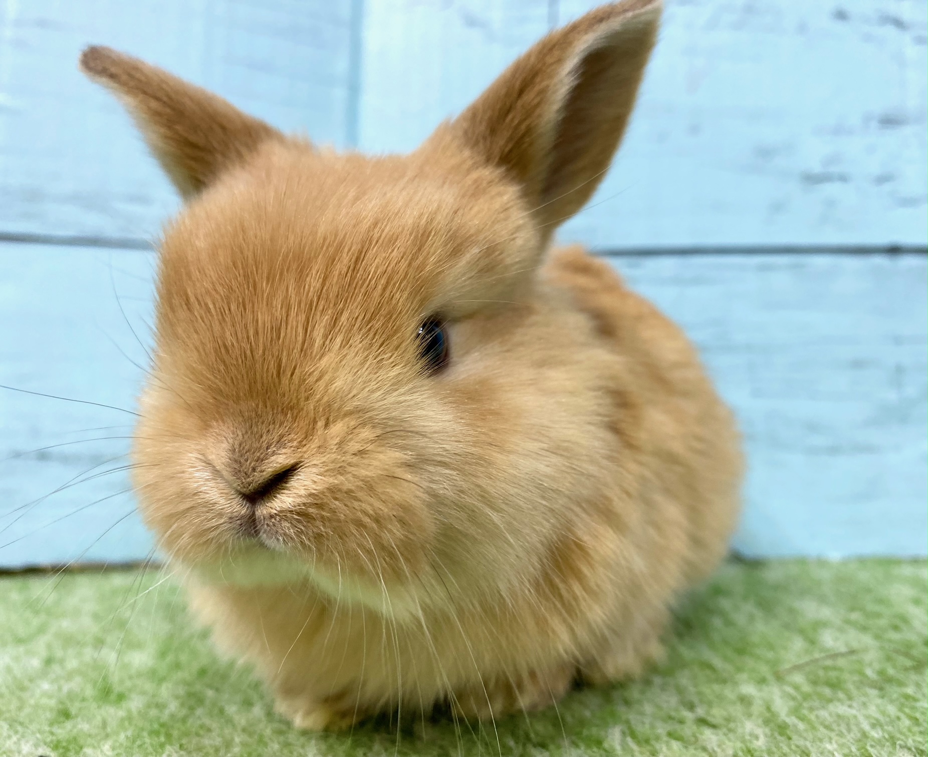 ペットうさぎ 朝霞店