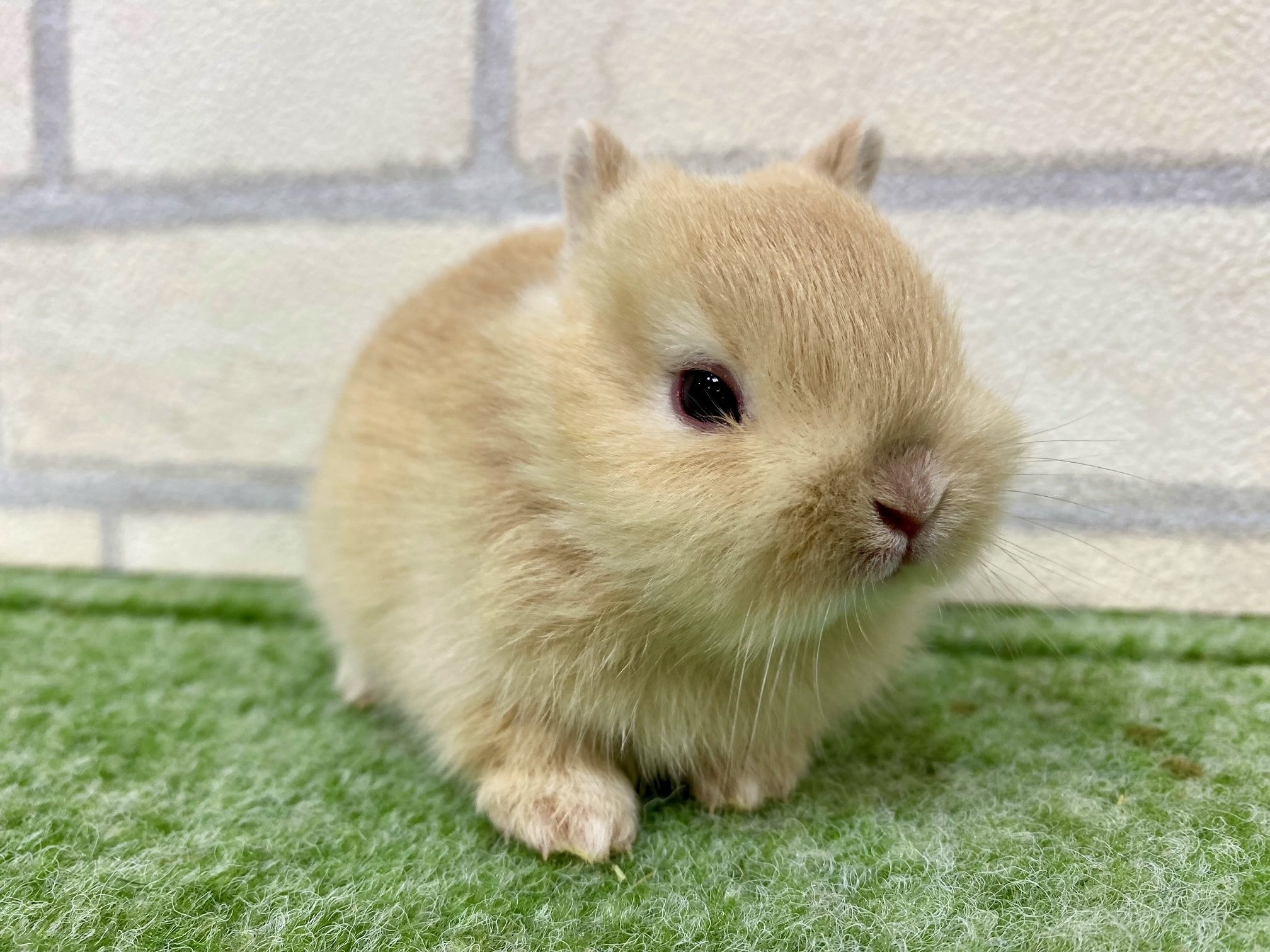 ペットうさぎ 朝霞店